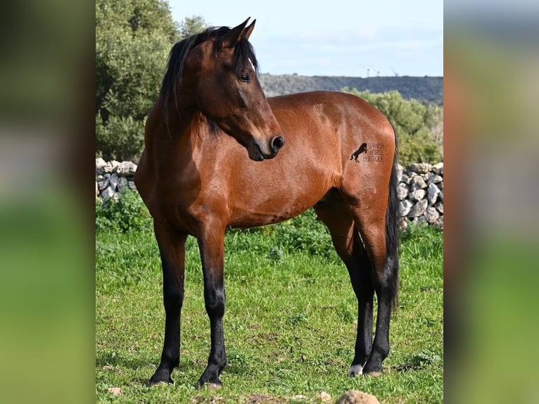 PRE Mix Stallion 3 years 15,2 hh Brown in Menorca