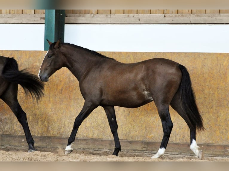 PRE Stallion 3 years 15.2 hh Brown in Waldhölzbach