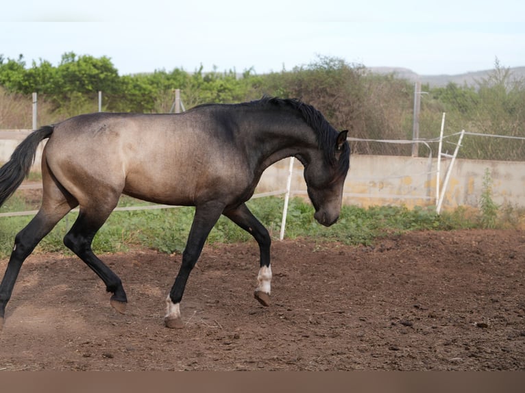 PRE Mix Stallion 3 years 15,2 hh Buckskin in Rafelguaraf