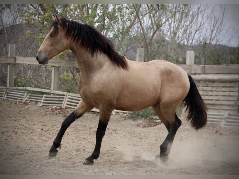 PRE Mix Stallion 3 years 15,2 hh Buckskin in Valencia