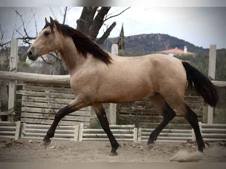 PRE Mix Stallion 3 years 15,2 hh Buckskin in Valencia