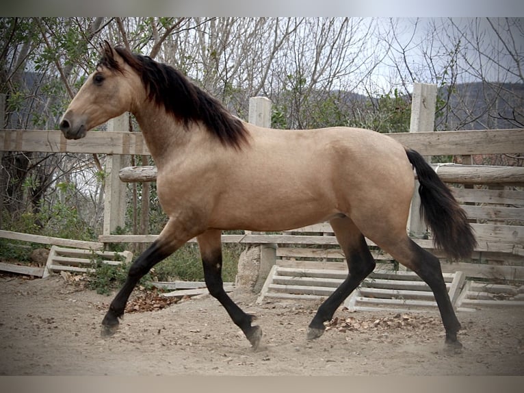 PRE Mix Stallion 3 years 15,2 hh Buckskin in Valencia