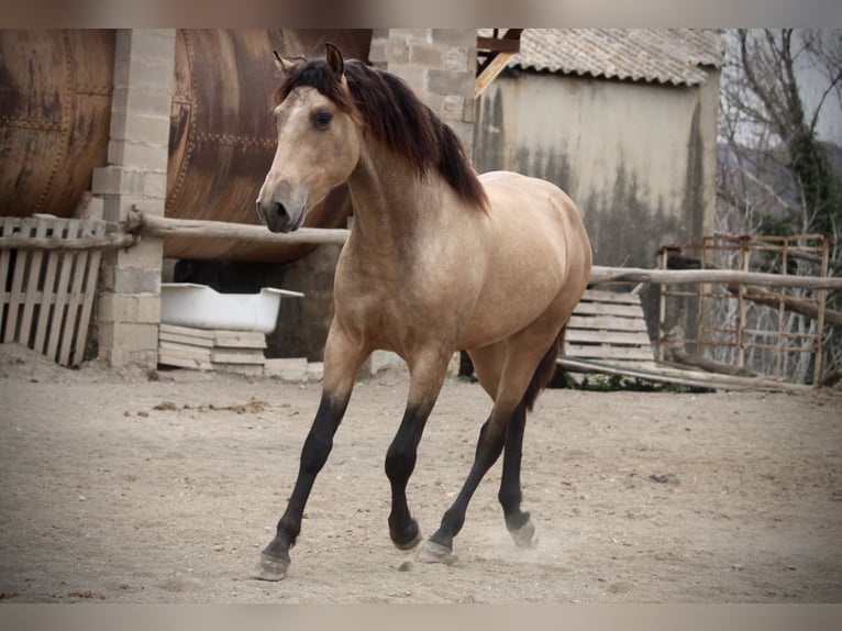 PRE Mix Stallion 3 years 15,2 hh Buckskin in Valencia