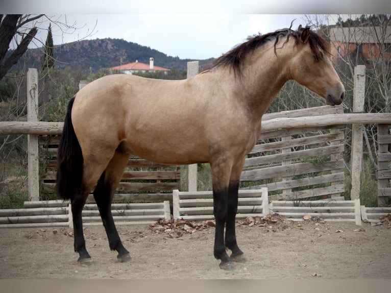 PRE Mix Stallion 3 years 15,2 hh Buckskin in Valencia