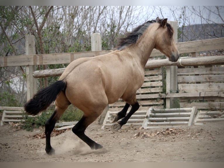 PRE Mix Stallion 3 years 15,2 hh Buckskin in Valencia