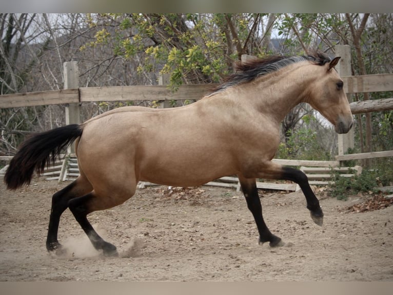 PRE Mix Stallion 3 years 15,2 hh Buckskin in Valencia