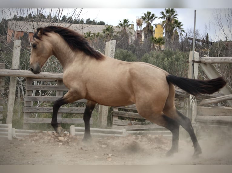 PRE Mix Stallion 3 years 15,2 hh Buckskin in Valencia