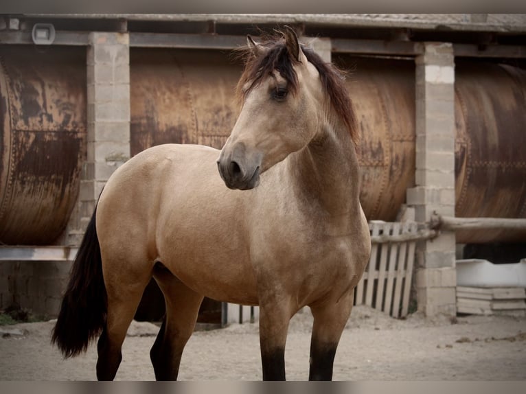 PRE Mix Stallion 3 years 15,2 hh Buckskin in Valencia