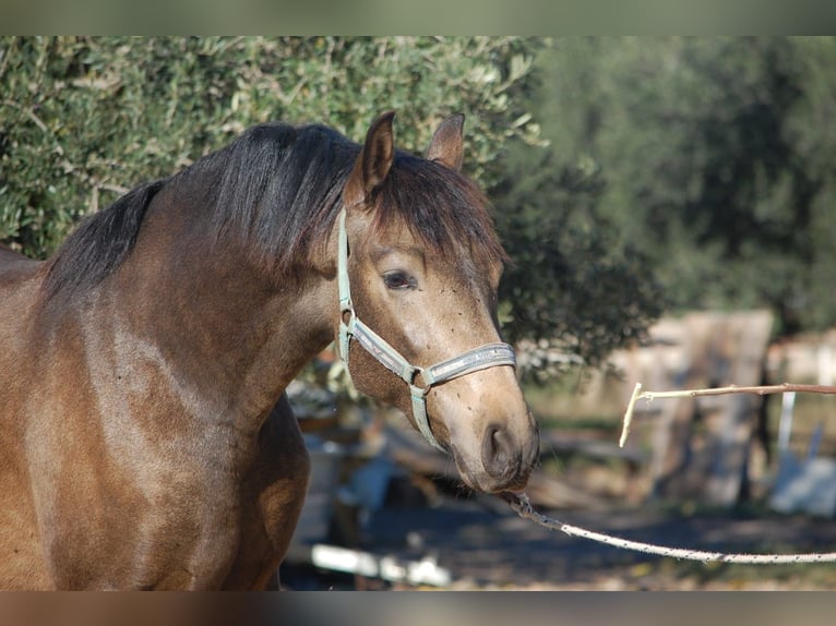 PRE Stallion 3 years 15,2 hh Buckskin in La ChicharraAlhaurin del Grande