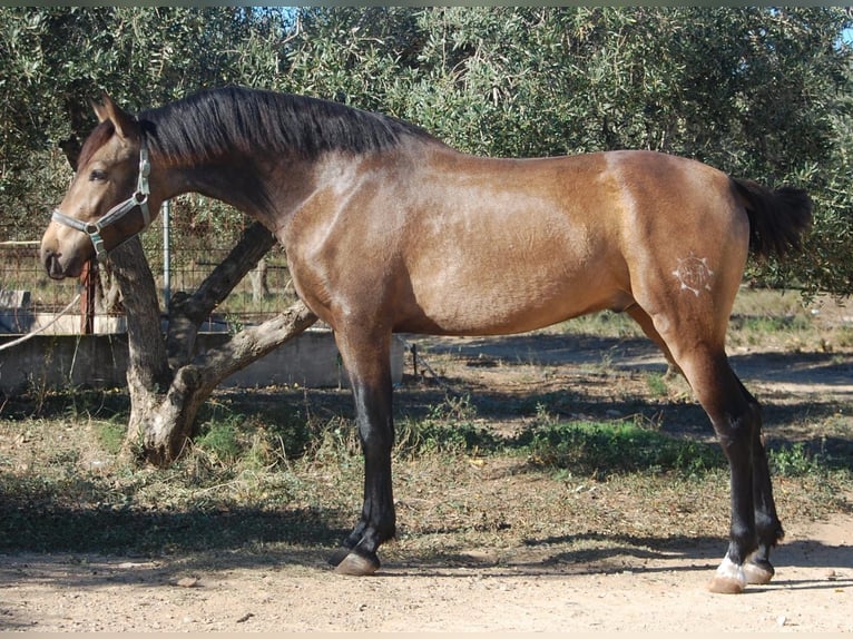 PRE Stallion 3 years 15,2 hh Buckskin in La ChicharraAlhaurin del Grande