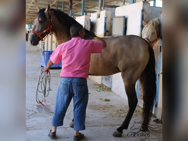 PRE Stallion 3 years 15,2 hh Buckskin in Alicante