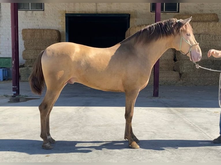 PRE Mix Stallion 3 years 15,2 hh Champagne in Rafelguaraf