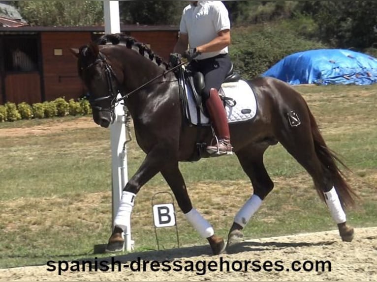 PRE Mix Stallion 3 years 15,2 hh Chestnut in Barcelona