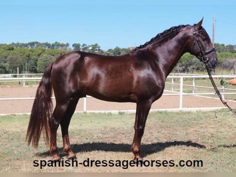 PRE Mix Stallion 3 years 15,2 hh Chestnut in Barcelona