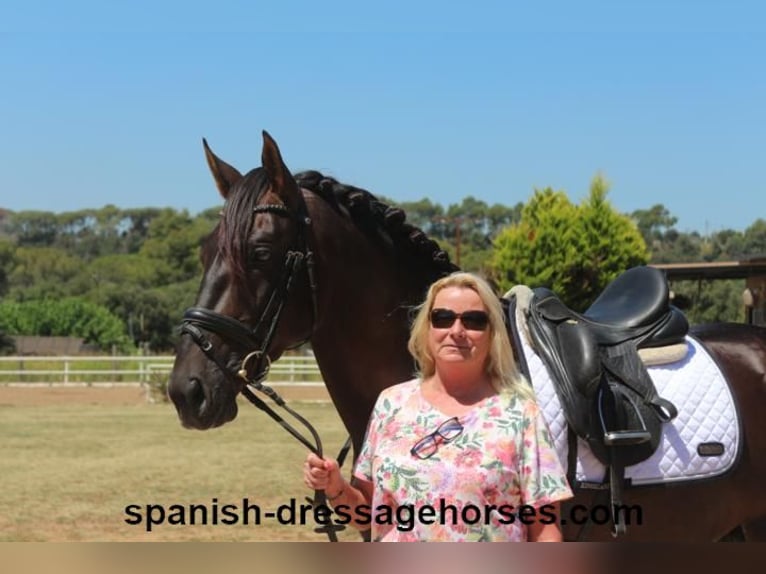 PRE Mix Stallion 3 years 15,2 hh Chestnut in Barcelona