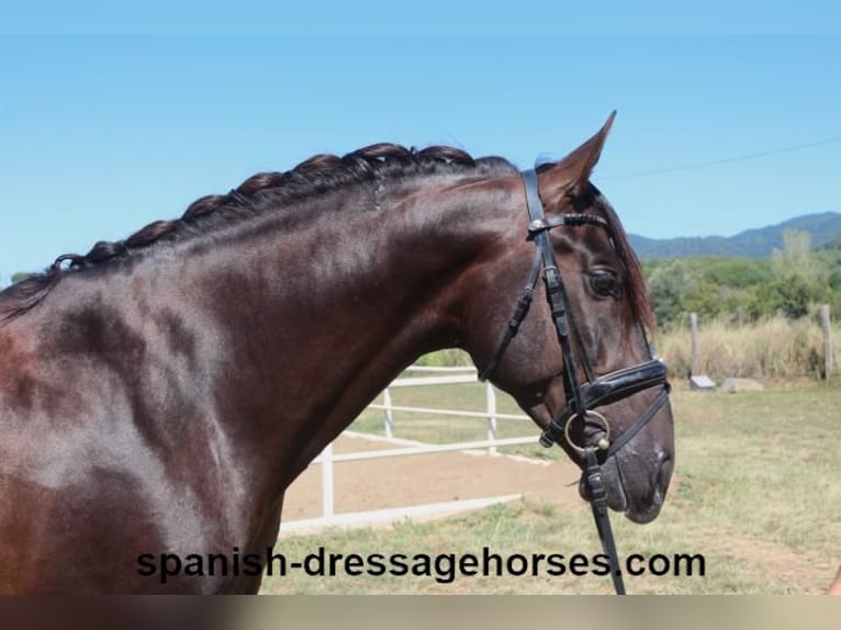 PRE Mix Stallion 3 years 15,2 hh Chestnut in Barcelona