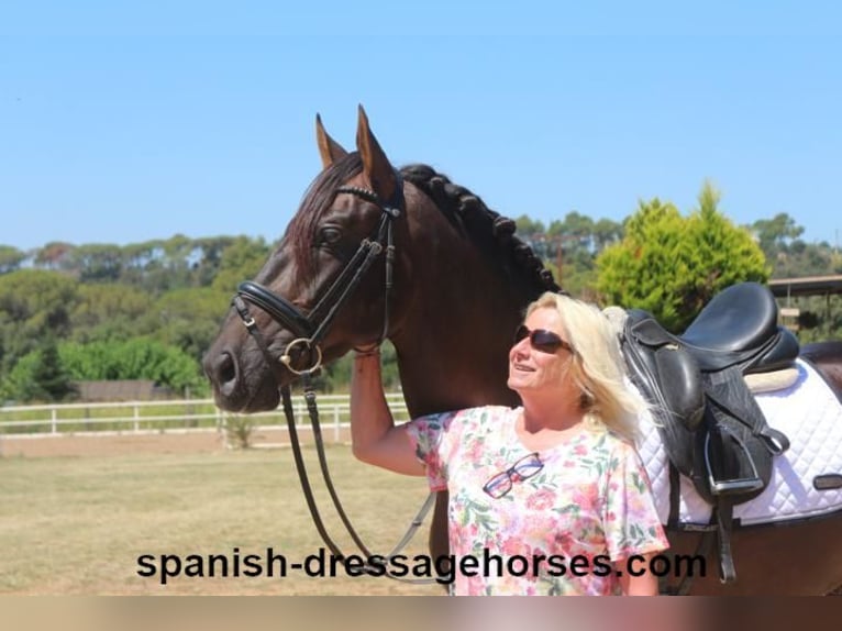 PRE Mix Stallion 3 years 15,2 hh Chestnut in Barcelona