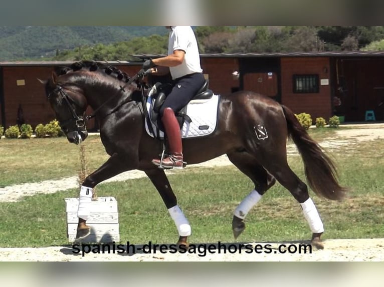 PRE Mix Stallion 3 years 15,2 hh Chestnut in Barcelona