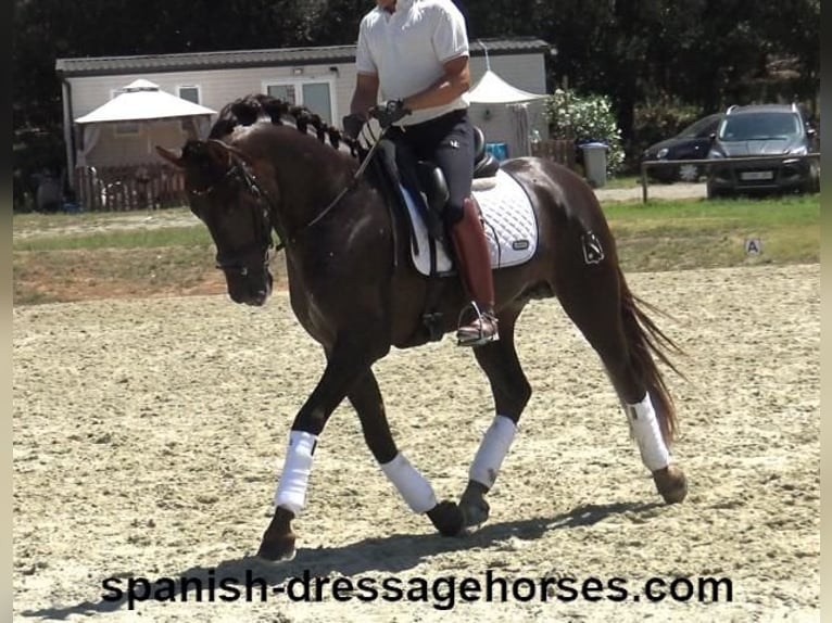 PRE Mix Stallion 3 years 15,2 hh Chestnut in Barcelona