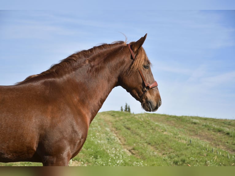 PRE Stallion 3 years 15,2 hh Chestnut-Red in Galaroza (Huelva)