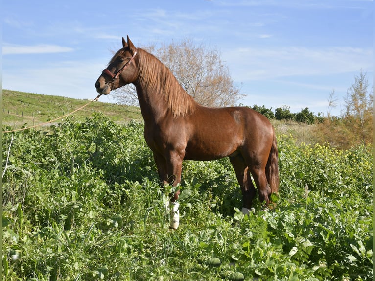 PRE Stallion 3 years 15,2 hh Chestnut-Red in Galaroza (Huelva)