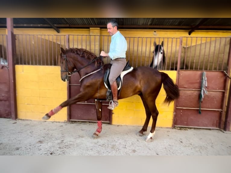 PRE Stallion 3 years 15,2 hh Chestnut-Red in Galaroza (Huelva)