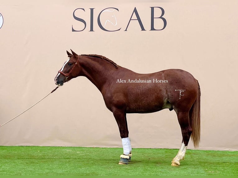 PRE Mix Stallion 3 years 15,2 hh Chestnut-Red in Sevilla