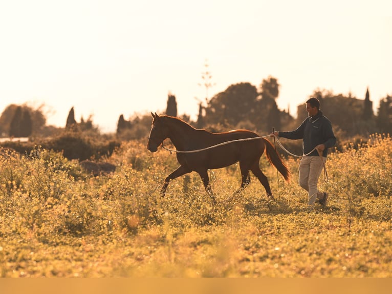 PRE Stallion 3 years 15.2 hh Chestnut-Red in Felanitx