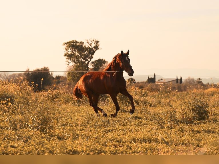 PRE Stallion 3 years 15.2 hh Chestnut-Red in Felanitx
