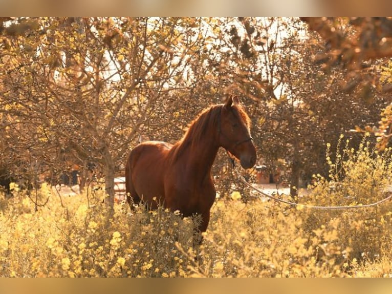 PRE Stallion 3 years 15.2 hh Chestnut-Red in Felanitx