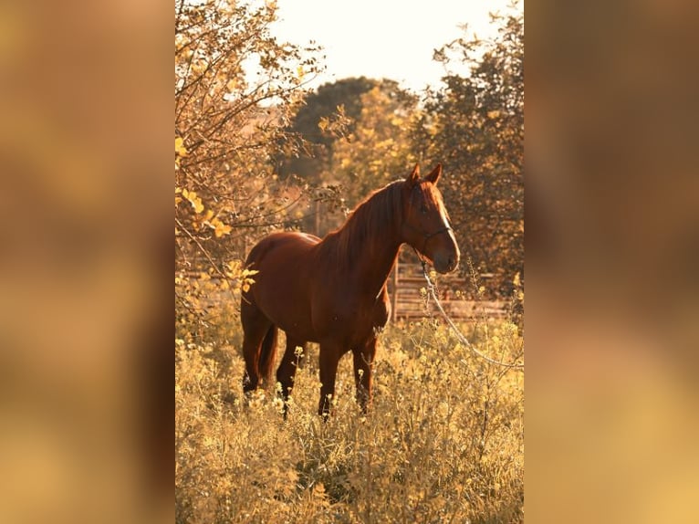 PRE Stallion 3 years 15.2 hh Chestnut-Red in Felanitx