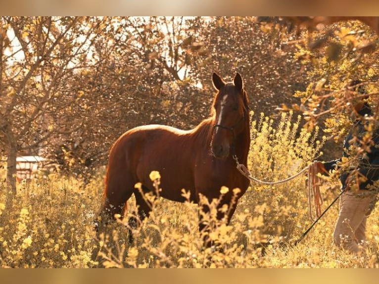 PRE Stallion 3 years 15.2 hh Chestnut-Red in Felanitx