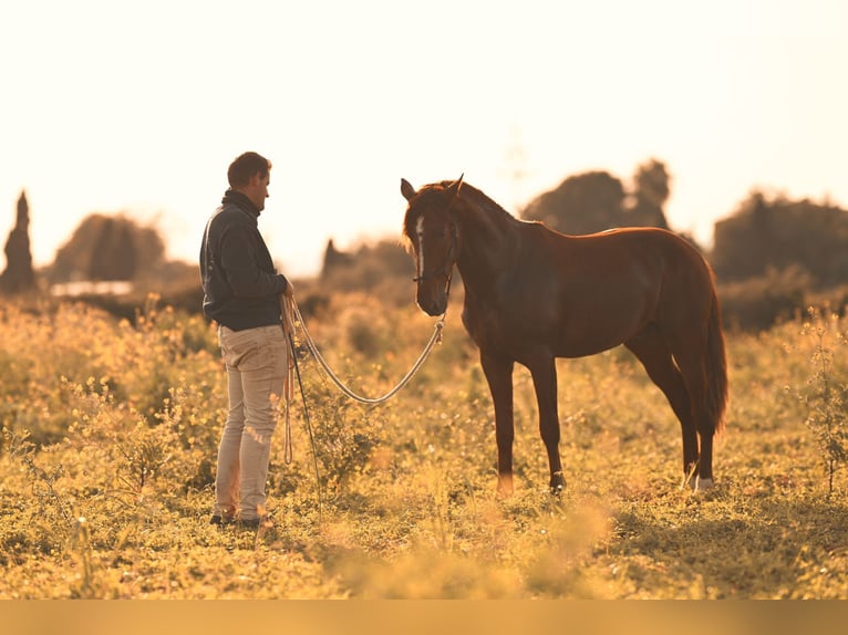 PRE Stallion 3 years 15.2 hh Chestnut-Red in Felanitx