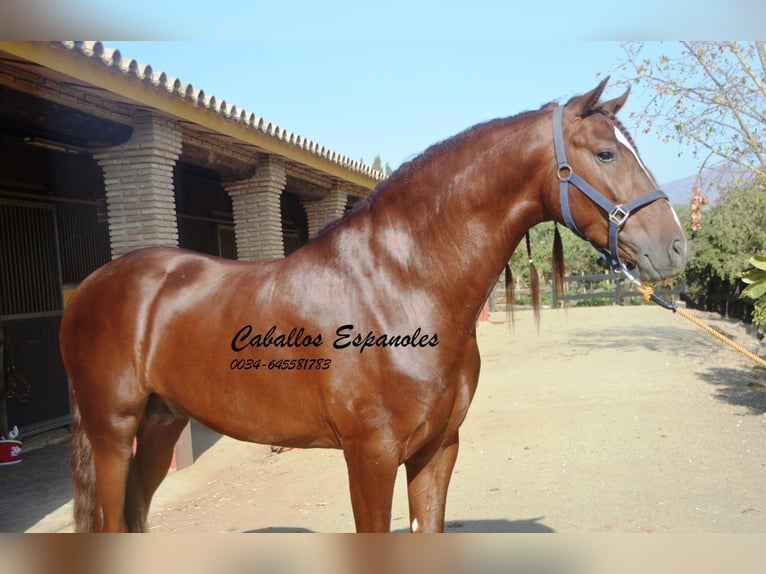 PRE Stallion 3 years 15,2 hh Chestnut-Red in Vejer de la Frontera