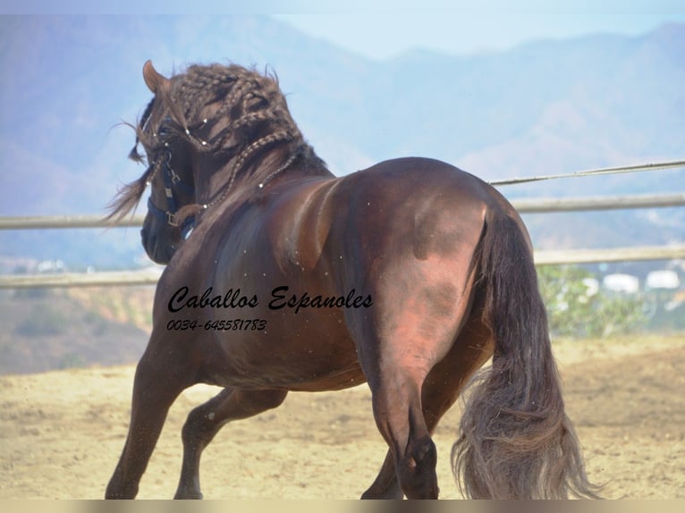 PRE Stallion 3 years 15,2 hh Chestnut-Red in Vejer de la Frontera