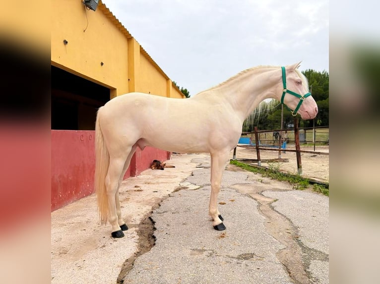 PRE Mix Stallion 3 years 15.2 hh Cremello in Terrassa