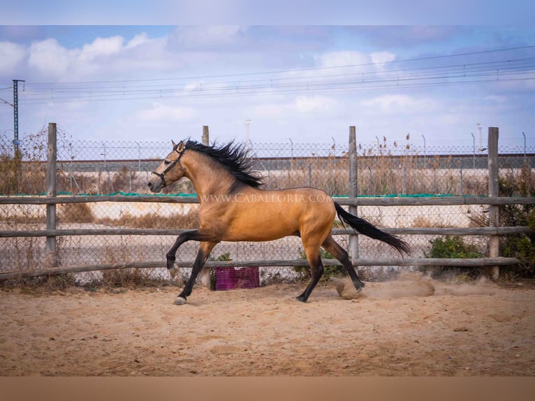 PRE Stallion 3 years 15,2 hh Dun in Rafelguaraf
