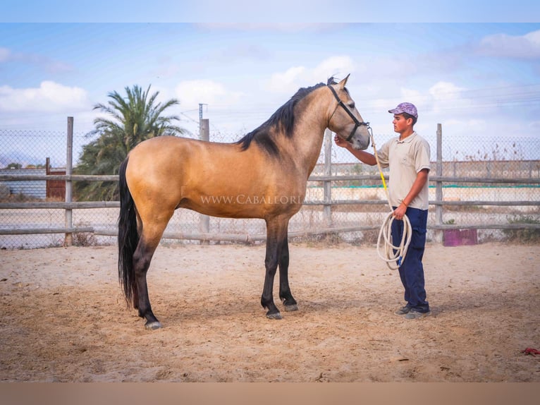 PRE Stallion 3 years 15,2 hh Dun in Rafelguaraf