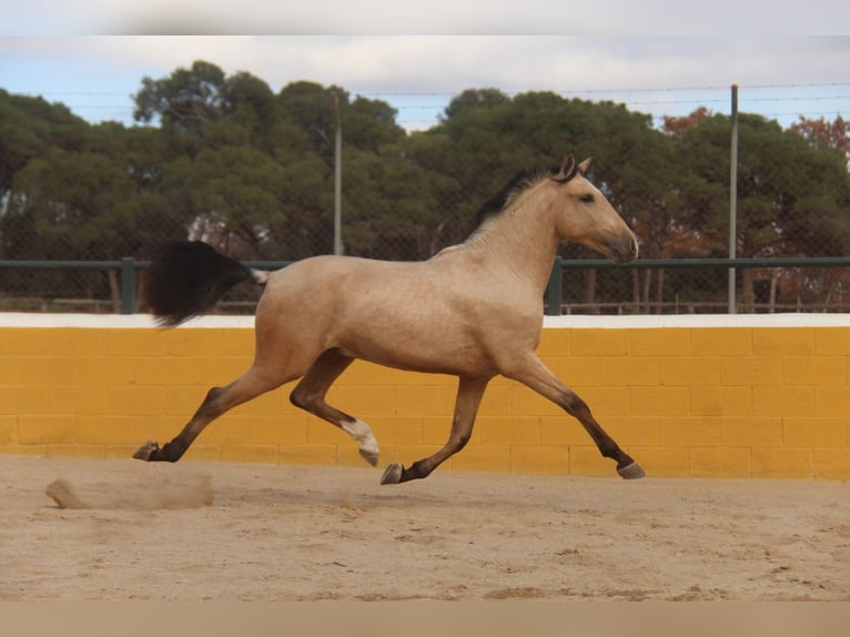 PRE Mix Stallion 3 years 15,2 hh Dun in Hamburg