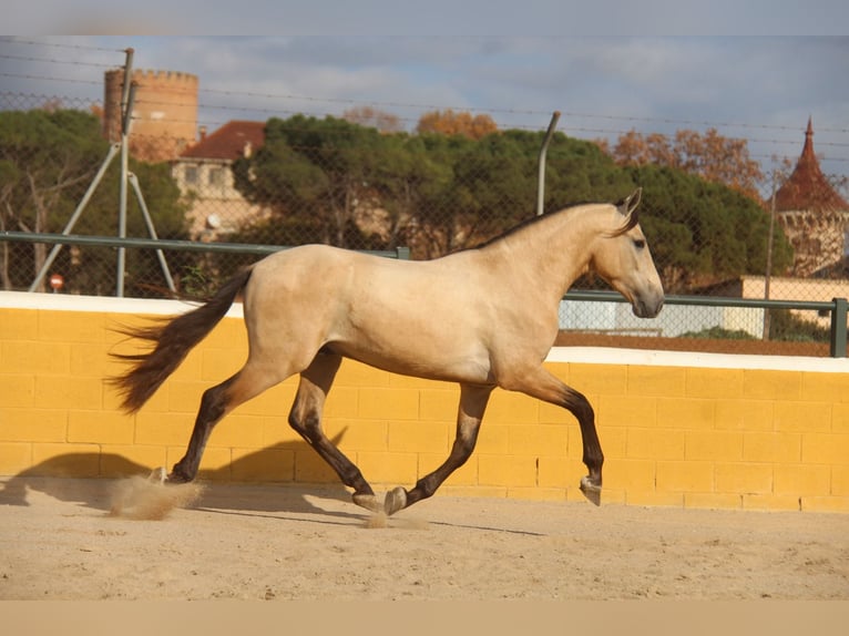 PRE Mix Stallion 3 years 15,2 hh Dun in Hamburg