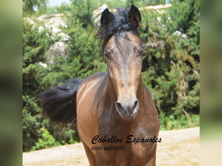 PRE Stallion 3 years 15,2 hh Dun in Vejer de la Frontera