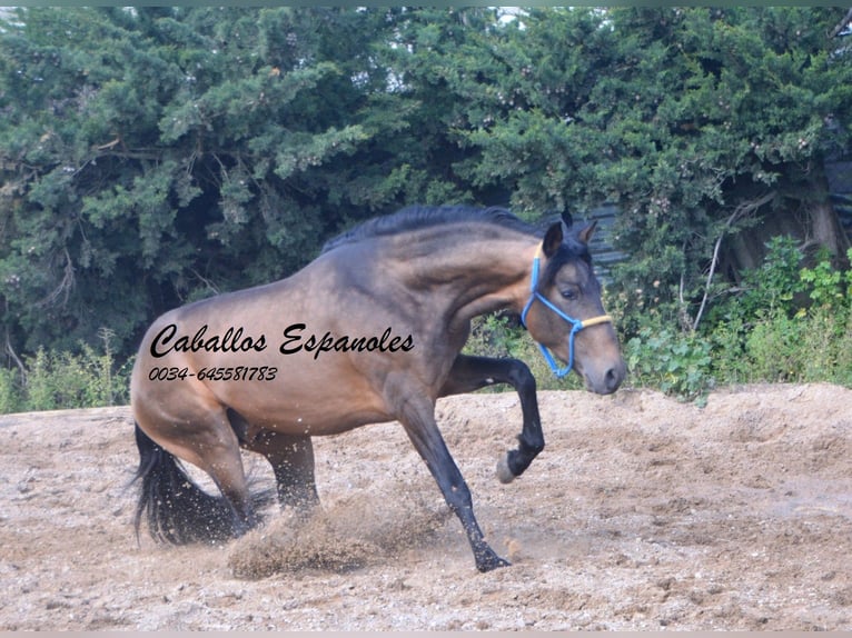 PRE Stallion 3 years 15,2 hh Dun in Vejer de la Frontera