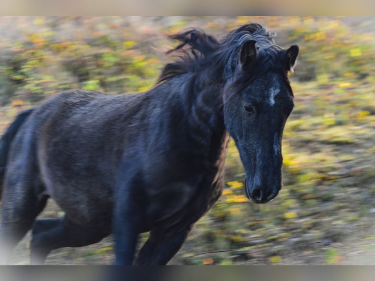 PRE Mix Stallion 3 years 15,2 hh Gray in Kubschütz