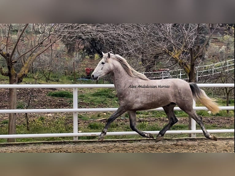 PRE Mix Stallion 3 years 15,2 hh Gray in Sevilla