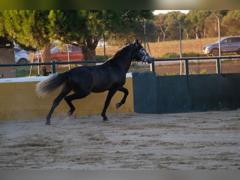 PRE Mix Stallion 3 years 15,2 hh Gray-Dapple in Hamburg