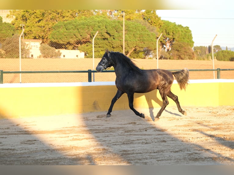 PRE Mix Stallion 3 years 15,2 hh Gray-Dapple in Hamburg