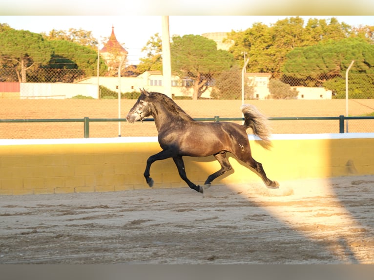 PRE Mix Stallion 3 years 15,2 hh Gray-Dapple in Hamburg