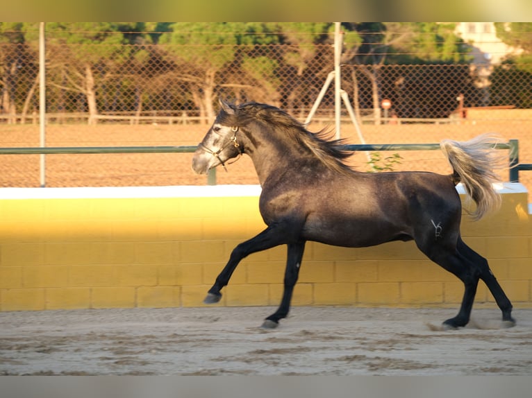 PRE Mix Stallion 3 years 15,2 hh Gray-Dapple in Hamburg