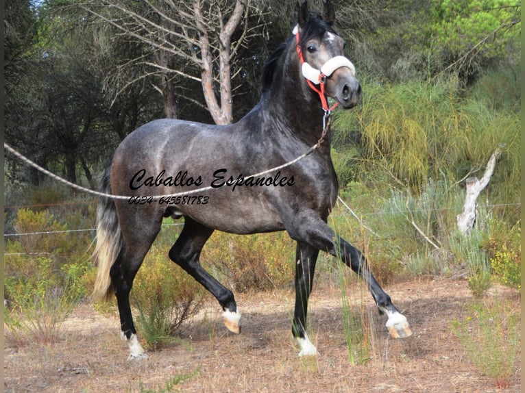 PRE Stallion 3 years 15,2 hh Gray-Dark-Tan in Vejer de la Frontera