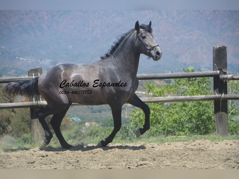 PRE Stallion 3 years 15,2 hh Gray-Dark-Tan in Vejer de la Frontera